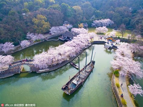 大明湖！春になると桜が満開で美しい景観を創り出す